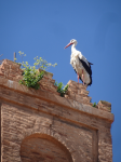 Weißstorch/Ciconia ciconia (Tierwelt)